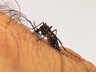 São José do Cedro decreta estado de epidemia de Dengue 