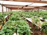 Na capital da fruta, produtores trabalham na sucessão familiar 