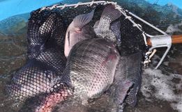 Município comercializa 17 toneladas de peixes na Semana Santa em SMOeste