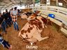 Confira fotos de domingo da maior feira multisetorial da região