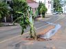 VÍDEO: Bananeira é colocada em buraco no centro de SMOeste