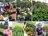 Viveiro de Guaraciaba recebe encomenda de mil e duzentas mudas de plantas