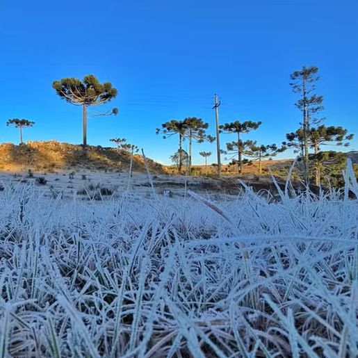 SC amanhece com formação de geada e termômetros abaixo de -3ºC