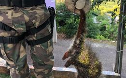 Polícia Militar Ambiental realiza captura de animais silvestres e devolução a natureza