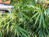 PM prende homem por tráfico e apreende pés de maconha em SMO