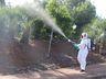 Palma Sola registra o primeiro caso positivo de dengue em 2021