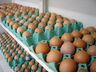 Preço dos ovos registra alta para o consumidor e também ao produtor