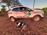 Vários animais são encontrados mortos no interior de Itapiranga