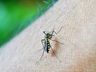 Após mortes, Santa Catarina faz alerta para dengue em idosos