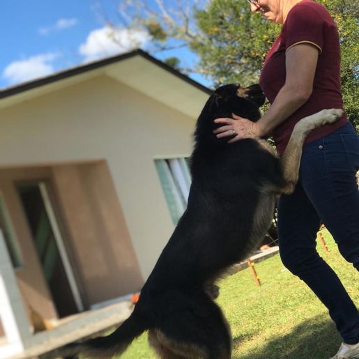 Cachorro é morto a tiros em sítio no interior de Paraíso