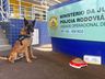 Cão farejador Bili se aposenta da PRF após 9 anos de bons serviços 