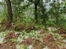 Chuva de granizo causa prejuízos em lavouras da região