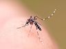 Dengue em queda no Extremo Oeste, mas 5 cidades seguem em epidemia