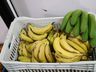 Município de SJCedro fará a entrega de 140 kits emergenciais de alimentação escolar