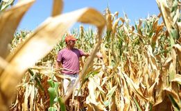 Estimativa de perdas na agricultura e pecuária no RS por causa da estiagem passa de R$ 12 bilhões