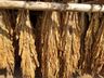 Produtores de tabaco iniciam período de classificação 