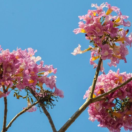 Chegada da primavera aumenta risco de doenças alérgicas e virais