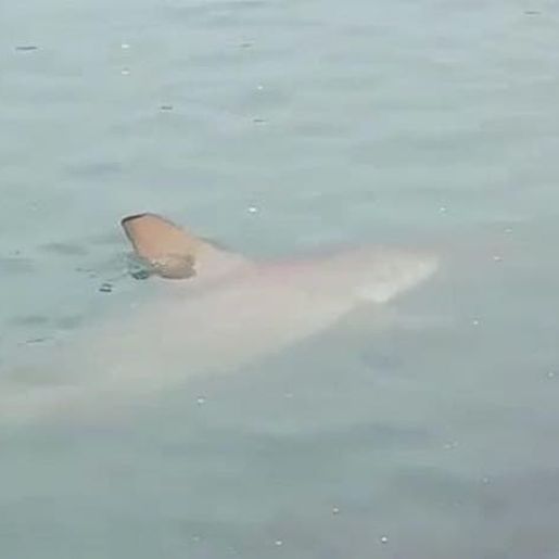 VÍDEO: Tubarão de dois metros aparece na praia em Balneário Camboriú