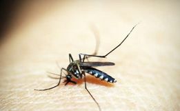 SC vê explosão nos casos de chikungnya, enquanto dengue diminui