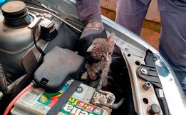 ONG faz alerta sobre animais que buscam abrigo em veículos