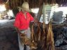 Produtores de tabaco iniciam período de classificação 