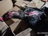 Operação conjunta fecha rinha de galo em propriedade rural de Bandeirante 
