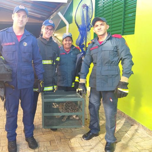 Jaguatirica é  devolvida à natureza após ser encontrada em residência 