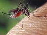 Santa Catarina tem primeira morte por dengue de 2022, segundo Dive