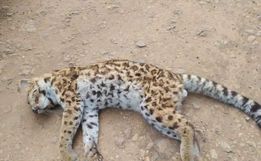 Gato-do-mato-pequeno é encontrado morto em Itapiranga