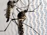 Mortes por dengue dobram em um mês em SC