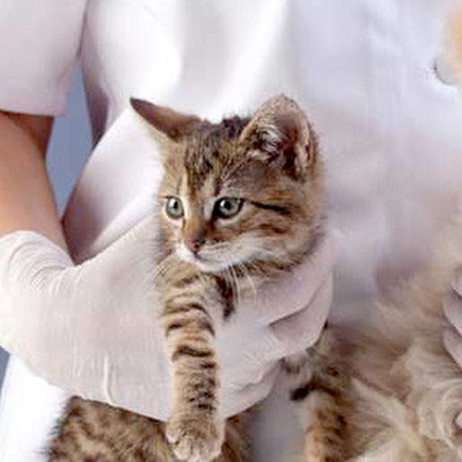 Município realiza mutirão de castração de animais em Agosto