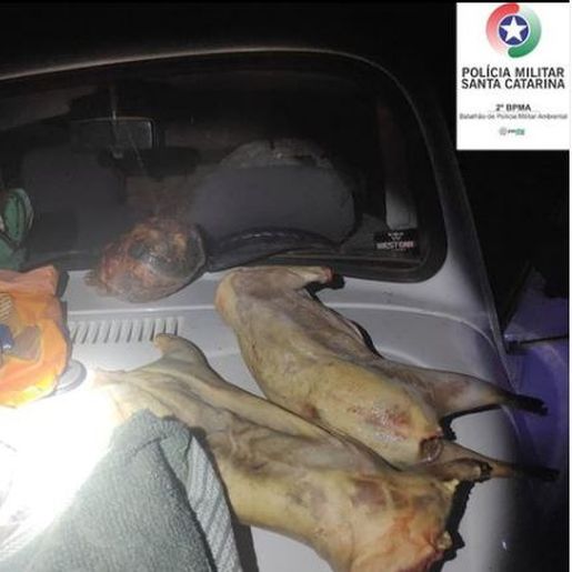 PMA apreende animais abatidos durante fiscalização em Tunápolis 