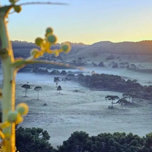 Geada e mínimas de 1,5 °C marcam amanhecer na Serra de SC a quatro dias para início do verão