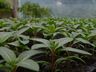 Viveiro de plantas de Guaraciaba tem produzido de 10 a 12 mil mudas por ano