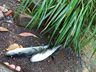 Vídeo: Após mortes de peixes, morador denúncia poluição em riacho de SMOeste