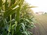 Secretaria de Agricultura de Descanso intensifica ações de manejo pós-colheita