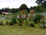 Mais de 3 mil mudas de flores estão sendo plantadas nos espaços públicos em Guaraciaba 