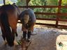 Ferrador de cavalos, uma profissão arriscada e com poucos profissionais 