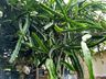 Morador de SJCedro investe no cultivo de pitaya