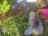 Recém-nascida é resgatada de dentro de latrina em reserva indígena no RS