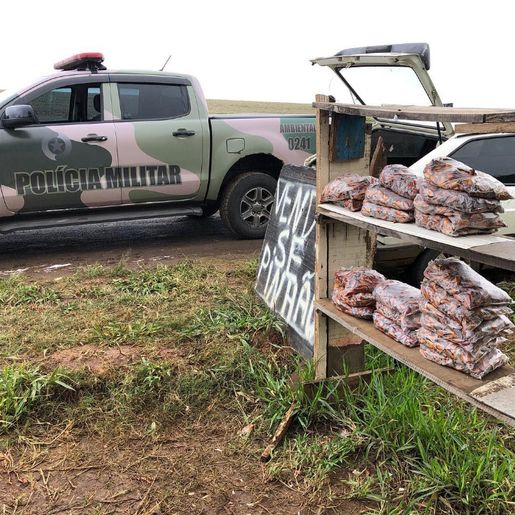 Polícia Ambiental apreende mais de 60 kg de pinhão