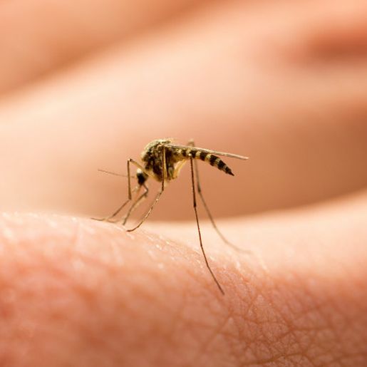Extremo Oeste termina o ano com quase 9 mil casos de dengue 