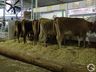 Veterinário da 14ª Efacitus destaca cuidados para a exposição de animais