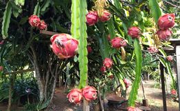 Estiagem do ano passado atrasou a produção de pitayas na região