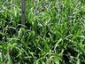 Cooperalfa promove campo tecnológico de pastagens de verão em SJCedro