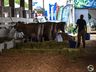 FAISMO: Mercoleite terá mais de 120 animais além do torneio leiteiro 