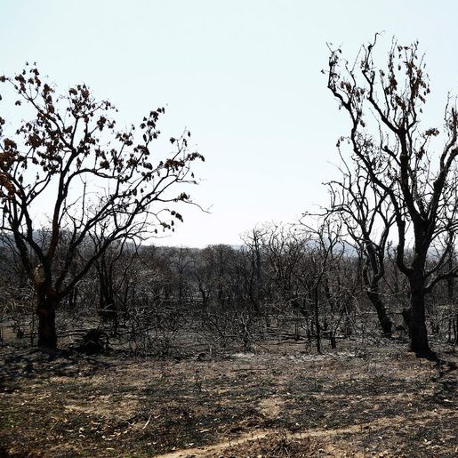 SC registra aumento de 137% de área queimada no primeiro trimestre de 2025 