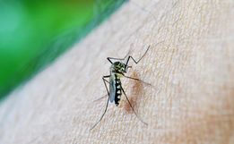 Santa Catarina passa de 100 mortes por dengue em 2024