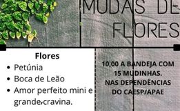 CAESP promove Feirão de Mudas em parceria com floricultura