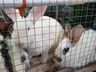 Exposição de animais será destaque na 15ª Efacitus, em Tunápolis
